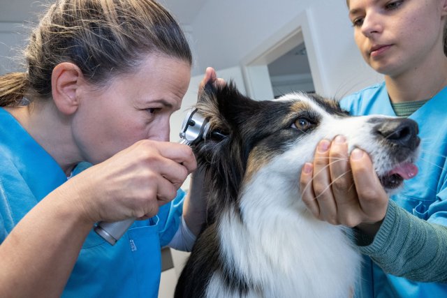 Auch Tiere wollen gesund sein: Ein Hund bei der tierärztlichen Untersuchung.