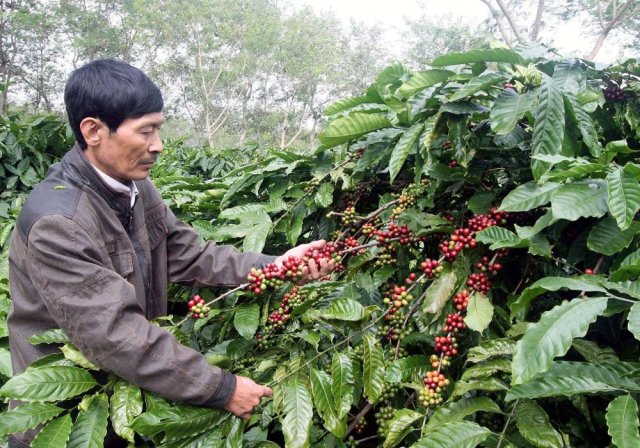 Kaffeebauer in der Provinz Dac Lac