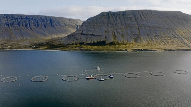 Lachse werden vor der isländischen Küste in Aquafarmen gehalten.
