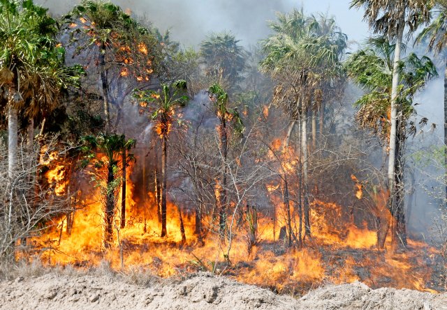 Entwaldung, wie durch die DEG mitfinanziert, und Waldbrände machen der Biodiversität im Chaco in Paraguay schwer zu schaffen.