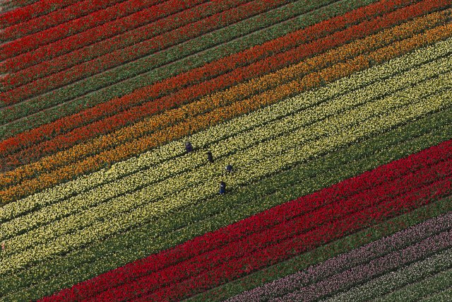 Tulpenfelder am Keukenhof: Hier wachsen sieben Millionen Tulpen, Narzissen und Hyazinthen auf 32 Hektar Fläche.