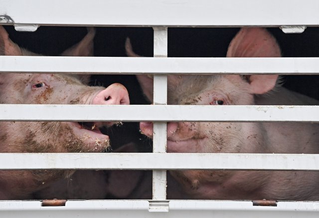 Mastschweine in einem Lkw für den Transport zum Schlachthof.