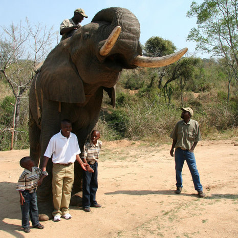 Gehorsam und umgänglich – der 26-jährige Elefant Tempo
