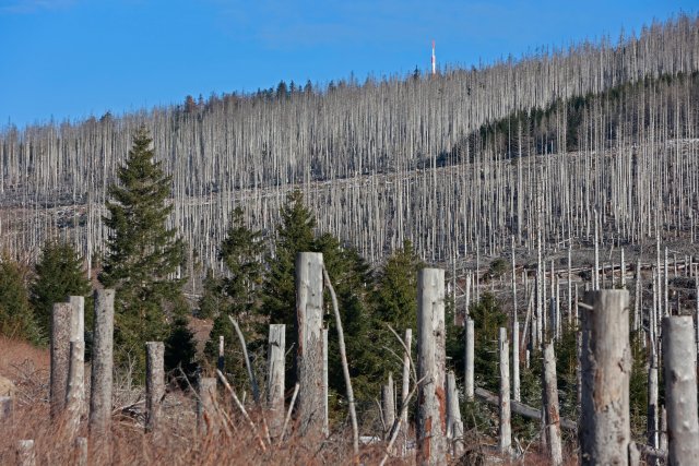 Abgestorbene Fichtenwaldbestände im Brockengebiet