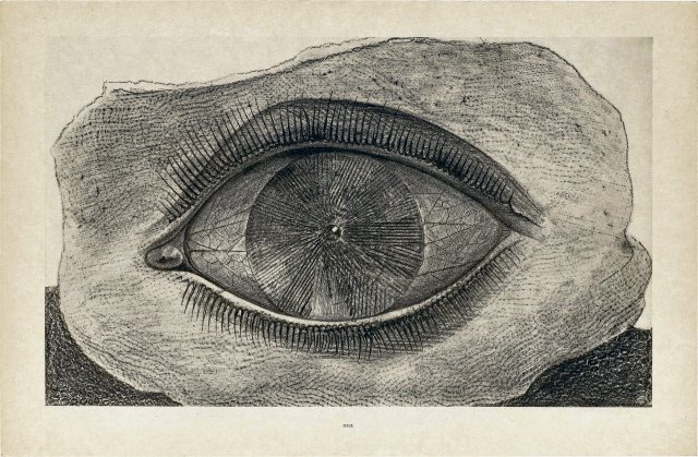 Max Ernst nahm das Träumen ernst. Eine Zeichnung aus dem Zyklus ...