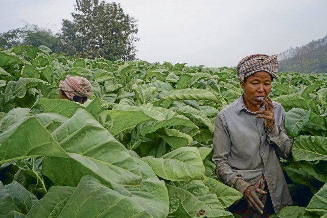 Tabakanbau im Südosten von Bangladesch: Viele Landwirte leiden u...