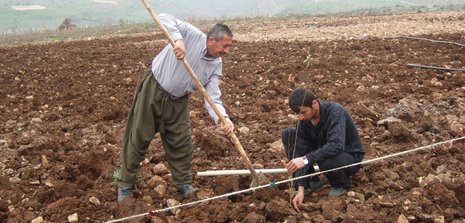 Hadschi Ali Omar und sein Bruder Fuat pflanzen Obstbäume auf den Feldern, die ihre Familie in der dritten Generation bearbeitet