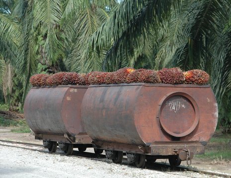 &#214;kologisch umstritten: Palm&#246;lproduktion im Malaysia ND-