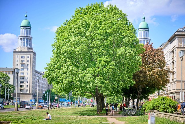Mehr Straßenbäume sollen es den Berliner*innen ermöglichen, auch...