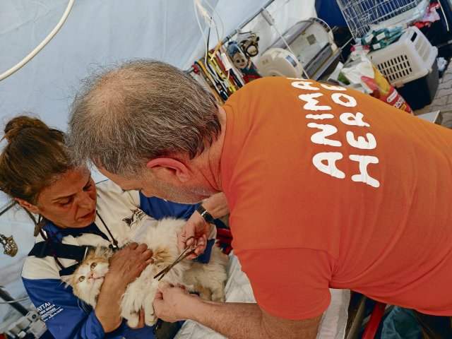 Freiwillige von Animal Heroes sind international aktiv und bauen eigene Pop-Up-Tierkliniken auf.