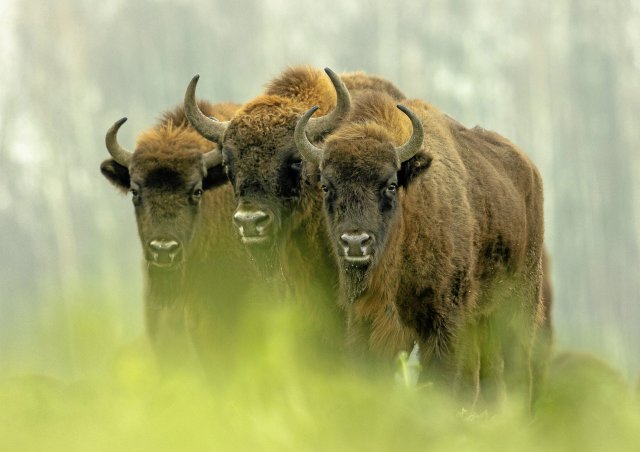 Wisente im Białowieża-Urwald