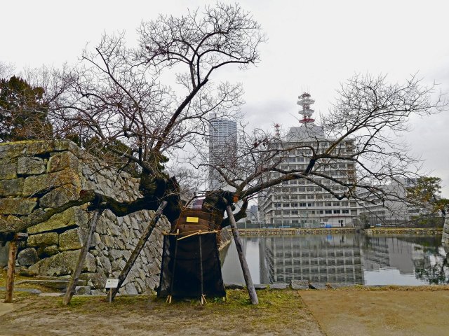 El sauce del castillo de Hiroshima sobrevivió al bombardeo atómico.