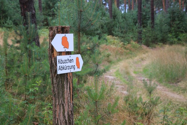 Naturschutz &ndash; Lieberoser Heide: Wenn der Panzer weicht, kommt die Wildnis