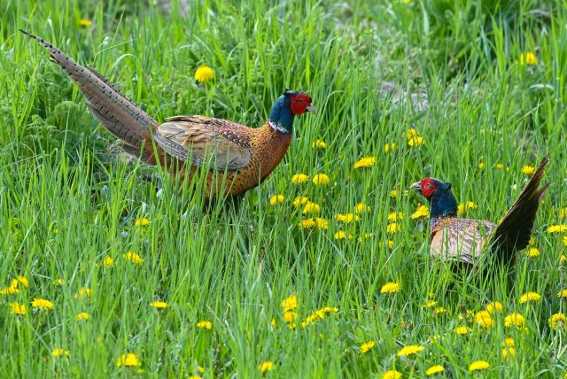 “The influence of the pheasants” – Antje Rávik Strubel: When the cutlery slips