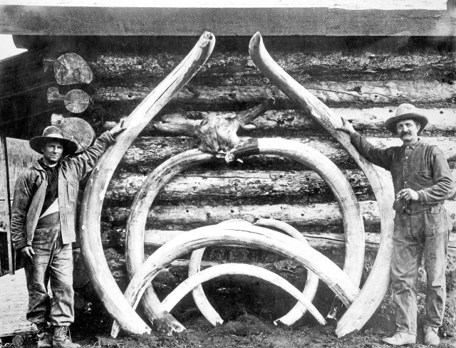 Irgendwas zwischen Mammut und Elefant – auf jeden Fall war das American Incognitum eine beliebte Trophäe.