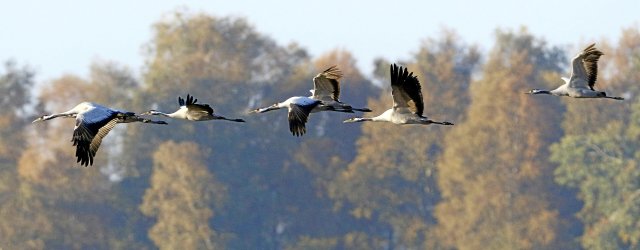 Kraniche im Landeanflug
