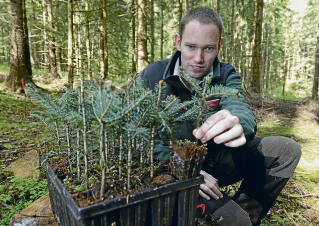Revierförster Thomas Poschen setzt beim Waldumbau auf Weißtannen.