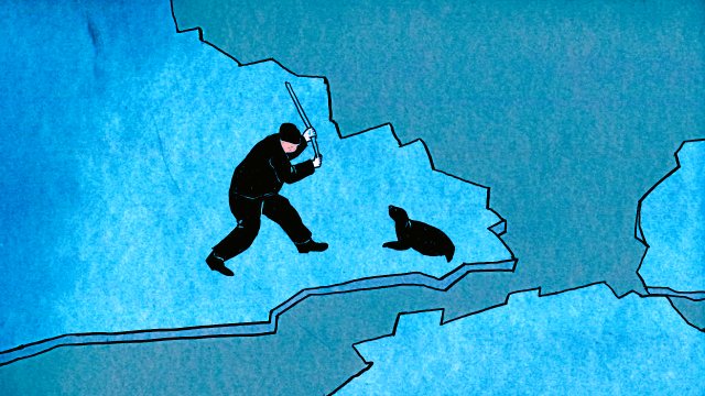 Jedes Jahr im Frühjahr findet an der kanadischen Ostküste die Robbenjagd statt, bei der Zehntausende Robben getötet werden.