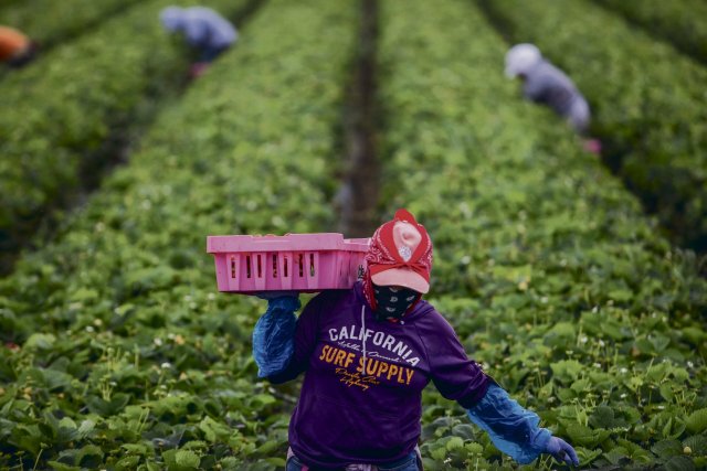 Arbeiterklasse ohne Rechte – in der Landwirtschaft läuft nichts ohne illegale Migranten.