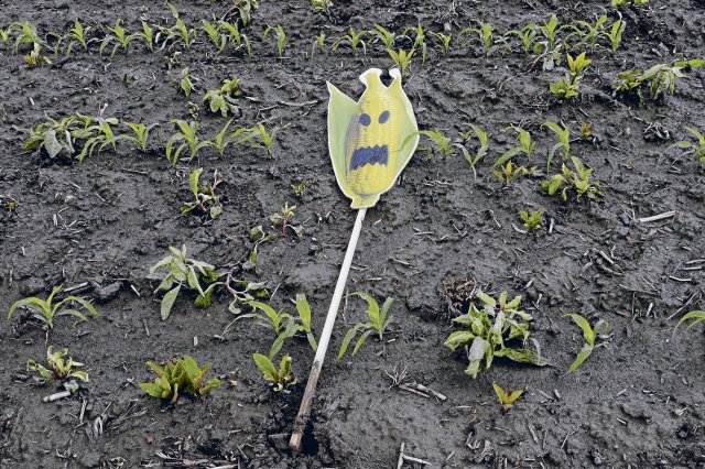 Schreckgespenst Gentechnik? Die Regulierung der Technologie kann...