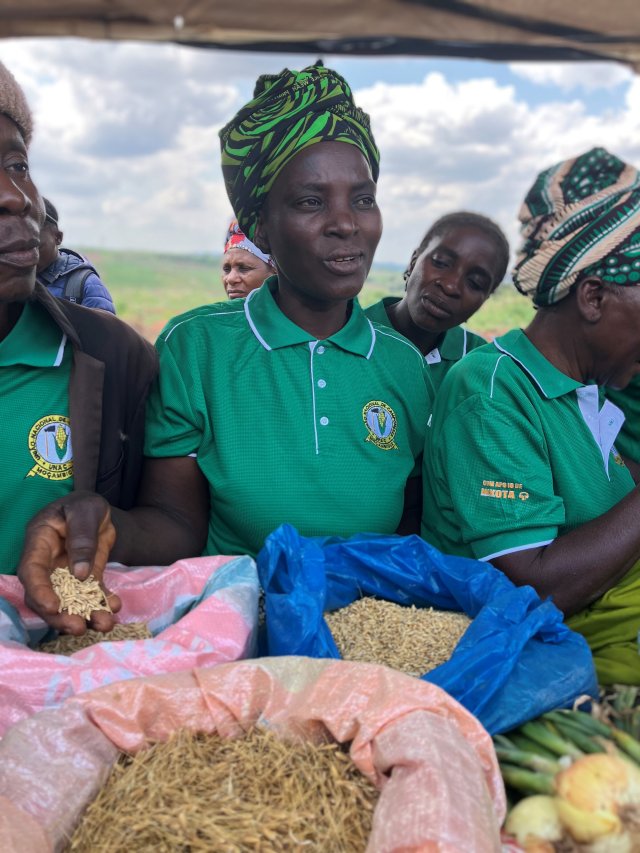 Saatgut traditioneller Sorten sichert Unabhängigkeit von den Agrarmultis.