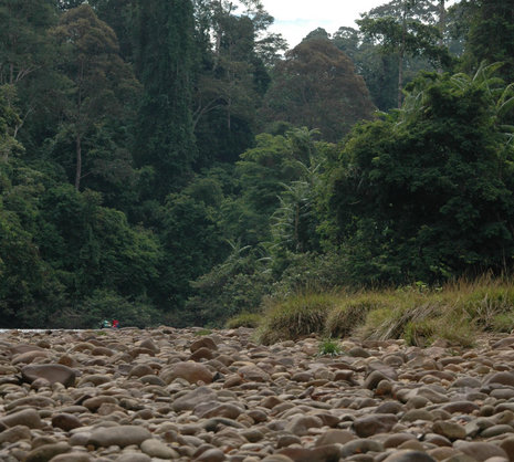 Blick vom Fluss in den dichten Tropenwald im Taman Negara Nationalpark.