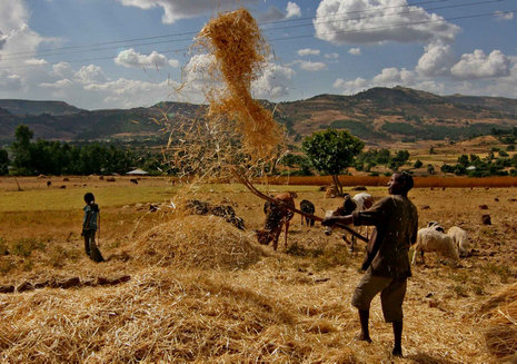 Getreideernte im Hochland von Äthiopien