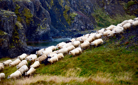 Schafabtrieb vor malerischer Kulisse