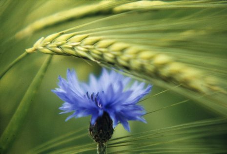 Sehen, wie blau die Kornblume blüht, wissen, wie das die Dichter besungen haben – auch dies gehört zum »guten Leben«.