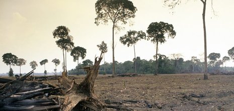 Rodung für Sojafelder im Bundesstaat Pará. Einige Paranussbäume bleiben stehen.