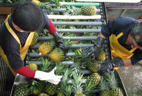 Der Ananasexport Costa Ricas boomt, viele Arbeiter leiden derweil an den Folgen des Herbizideinsatzes.