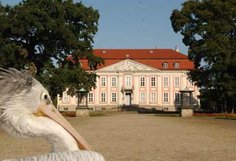 Schloss Friedrichsfelde mit Pelikan: In diese Idylle mitten im Tierpark kehrt am kommenden Wochenende die Barockzeit zur&#252;ck. ND-