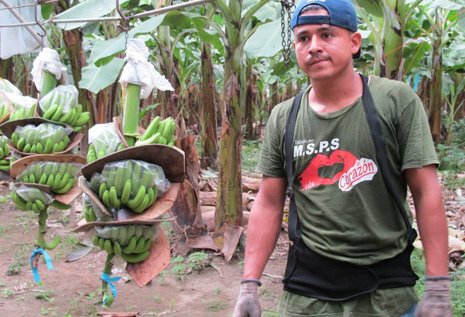 Bananenarbeiter auf einer Plantage in Honduras