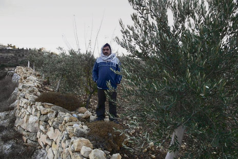 Ashraf Aqer in seinem Olivenhain