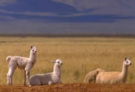 Lamas sind in Jujuy keine Seltenheit.