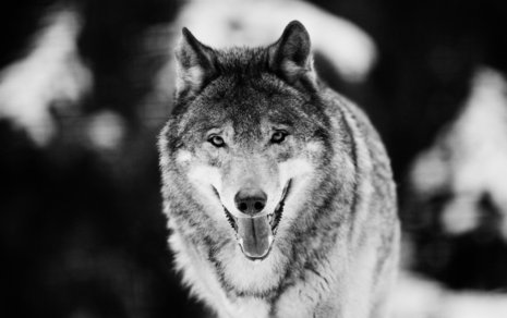 Ein Wolf im Wildpark Schorfheide