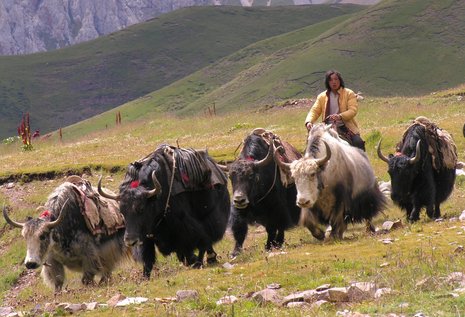 Tibetische Nomaden treiben ihre Yaks auf eine Hochweide.
