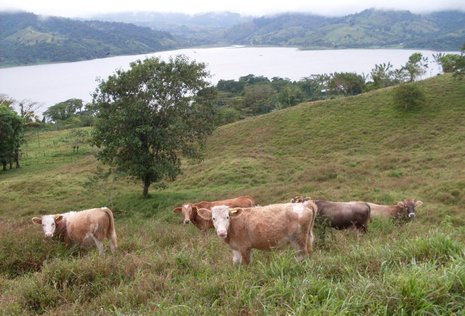 Glückliche Schweizer Milchkühe am Lago Arenal