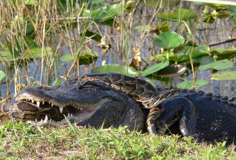 Alligatoren in der Schlangengrube