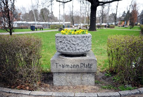 Noch steht der Blumenkübel am Thälmannplatz, im Hintergrund die alte Hitler-Eiche.