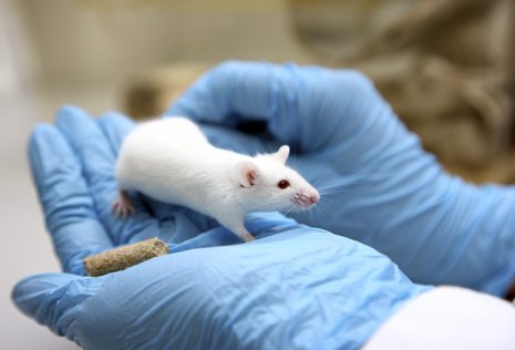 Hauptstadt der Tierversuche: Hunderttausende Mäuse werden in Berlin zu Laborzwecken gehalten.
