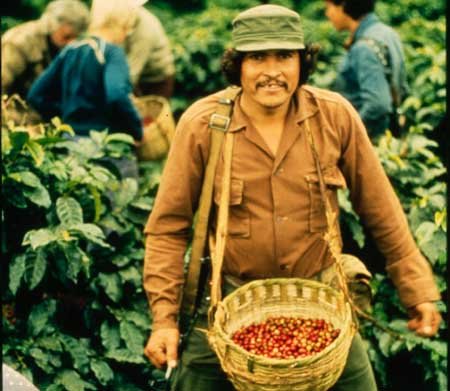 Friedenseinsatz der besonderen Art: Internationalisten aus der Bundesrepublik helfen 1983 bei der Kaffeeernte in Nicaragua.
