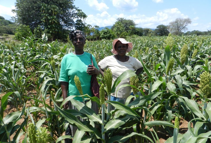 Eine nachhaltige Landwirschaft wird in Simbabwe gefördert.