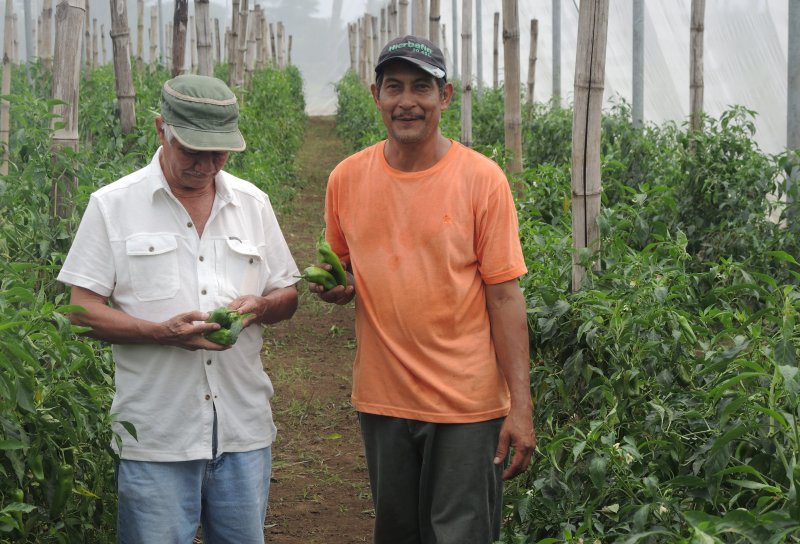 José Martínez freut sich über den Ertrag der Paprikaernte.