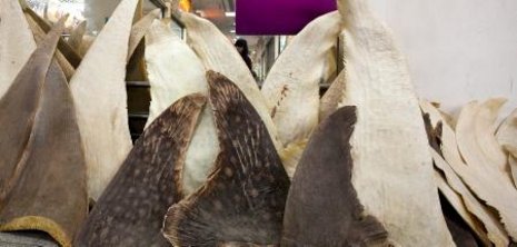 Haifischflossen auf einem chinesischen Großmarkt Foto: dpa