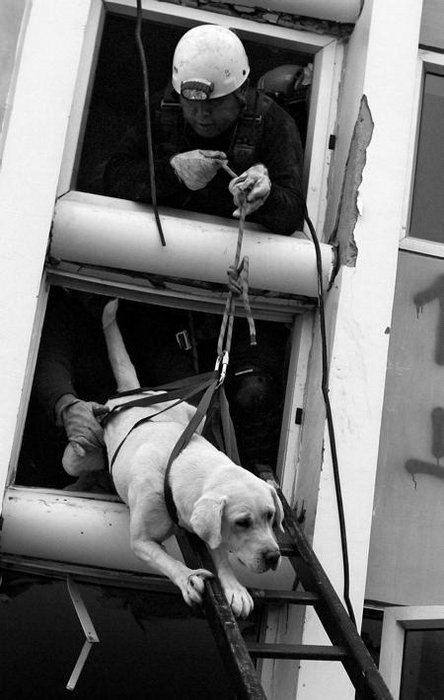 Concepción: Suchhunde sind für Rettungstrupps unentbehrlich. Foto: dpa