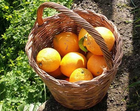 Rund um Sóller Orangen – wer höflich fragt, darf sich gern im Garten bedienen. Weitere Fotos siehe Fotogalerie (Link unten).