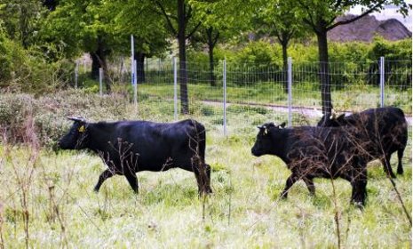 Neuzugang in Marzahn: Die Naturschutzstation Malchow schickt Rinder zur Pflanzenpflege.