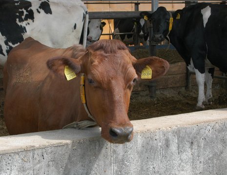 Eine Kuh der Agrargenossenschaft Wei&#223;enschirmbach