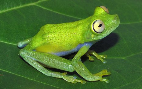 Eine bedrohte Froschart in Guyana